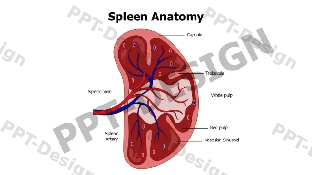 Spleen Anatomy Cross Section Medical Diagram | Free PPT Template