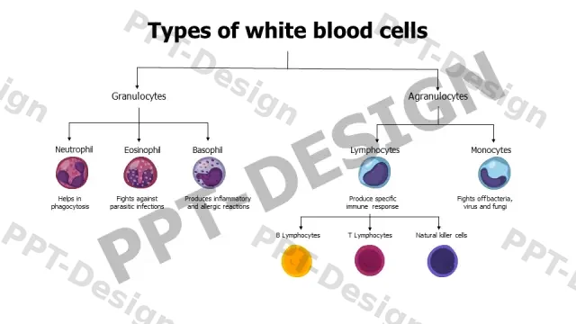 White Blood Cell Classification Hierarchy Chart | Free PPT Template