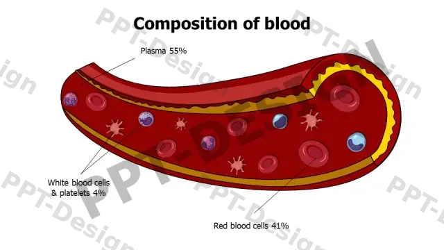 Blood Composition Cross Section Diagram | Free PPT Template