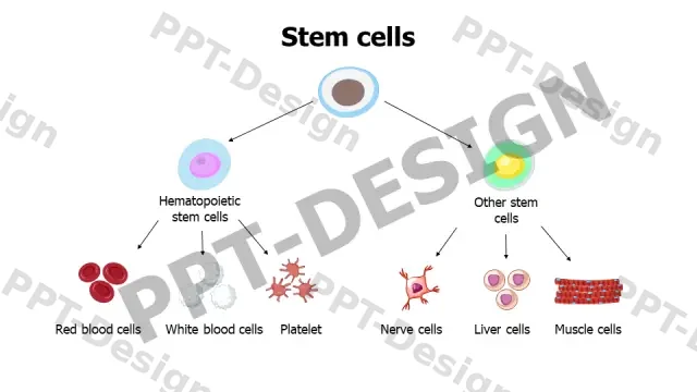 Stem Cell Differentiation Hierarchy Chart | Free PPT Template