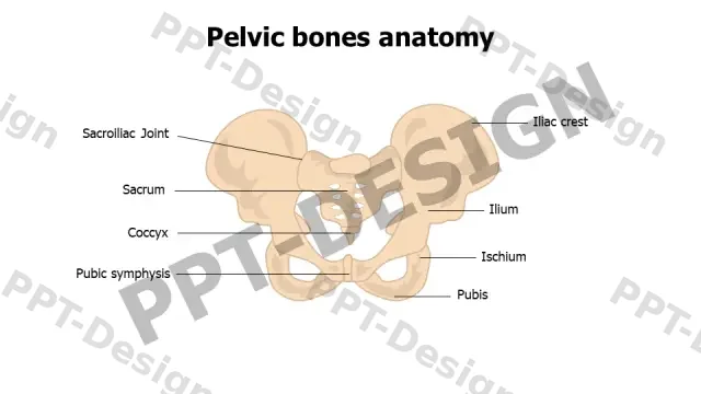 Human Pelvis Labeled Anatomy Diagram | Free PPT Template
