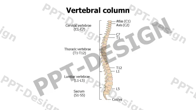 Human Spine Anatomy Labeled Diagram | Free PPT Template