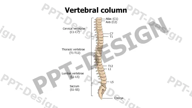 Spine Anatomy Labeled Diagram Template | Free PPT Template