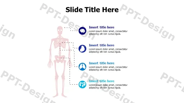 Human Skeleton Anatomy Infographic Layout | Free PPT Template