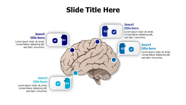 Brain Anatomy Four Point Process Infographic | PPT Design