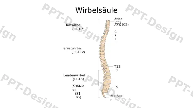 Beschriftetes Diagramm der menschlichen Wirb… | Kostenlose PPT-Vorlage
