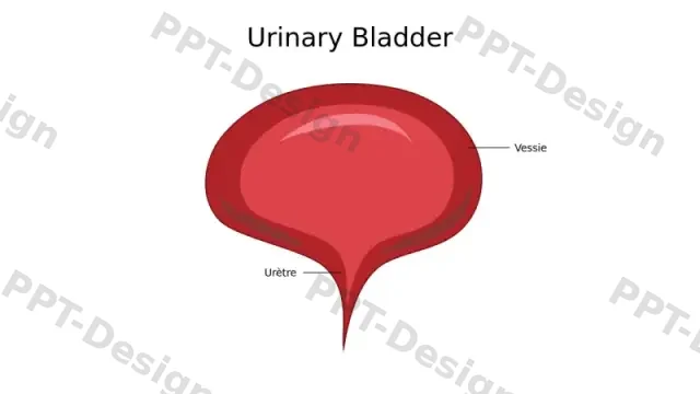 Diagramme Médical de l'Anatomie de la Vessie Ur… | PPT Design