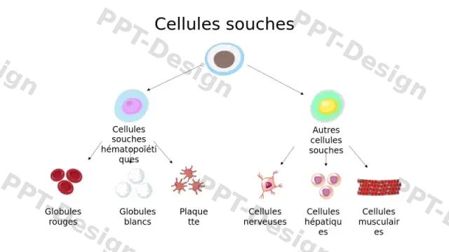 Diagramme de Hiérarchie de Différenciation des Câ€¦ | Modèle PPT Gratuit