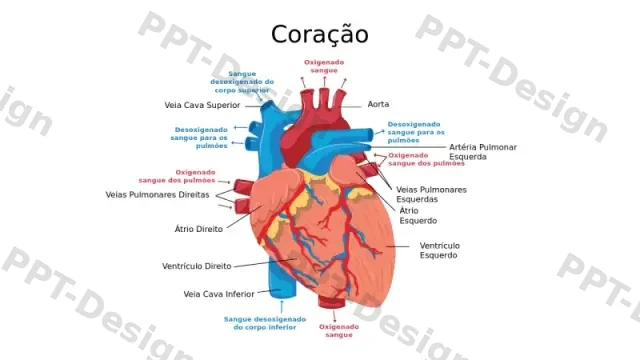 Diagrama Médico Rotulado de Anatomia Cardíaca | PPT Design